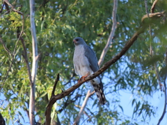 Accipiter ovampensis