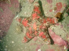 Gymnanthenea difficilis