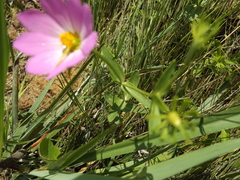 Sabatia dodecandra foliosa