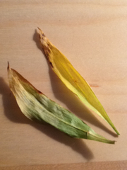 Maianthemum trifolium