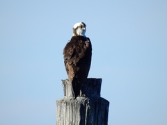 Pandion haliaetus