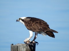 Pandion haliaetus