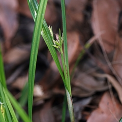 Scleria mackaviensis