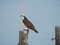 Pandion haliaetus