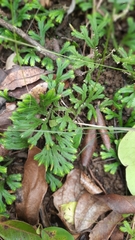 Selaginella