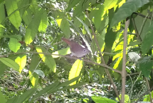 Moustached Babbler (Malacopteron magnirostre)