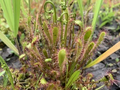 Drosera anglica