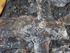 Cyrtodactylus lekaguli