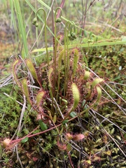 Drosera anglica