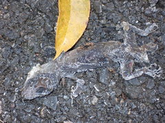 Cyrtodactylus lekaguli