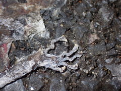 Cyrtodactylus lekaguli