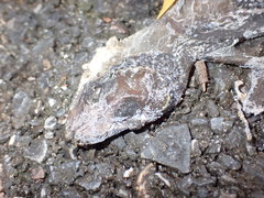 Cyrtodactylus lekaguli