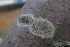 Lecidella elaeochroma