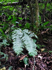 Hymenasplenium excisum