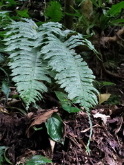 Hymenasplenium excisum