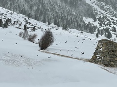 Pyrrhocorax graculus