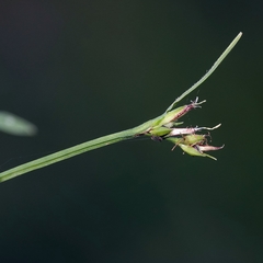 Scleria mackaviensis