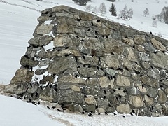 Pyrrhocorax graculus