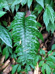 Hymenasplenium excisum