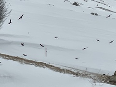 Pyrrhocorax graculus