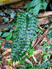 Hymenasplenium excisum