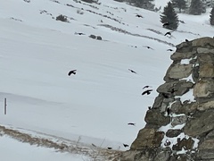 Pyrrhocorax graculus