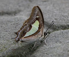 Polyura athamas