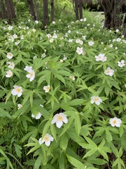 Anemonastrum dichotomum