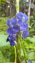 Stachytarpheta