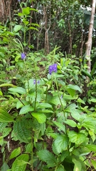 Stachytarpheta