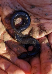Amphiuma tridactylum