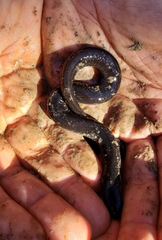 Amphiuma tridactylum