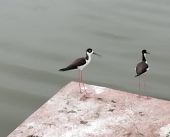 Himantopus mexicanus