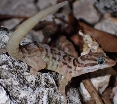 Gonatodes antillensis