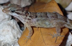 Gonatodes antillensis