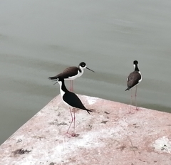 Himantopus mexicanus