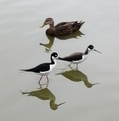 Himantopus mexicanus