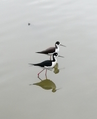 Himantopus mexicanus