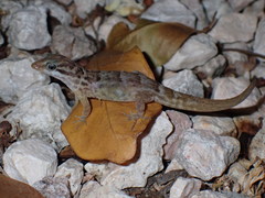 Gonatodes antillensis