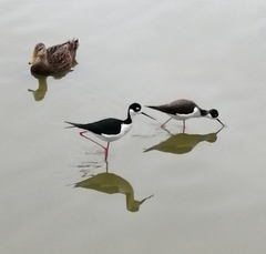 Himantopus mexicanus