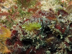 Trinchesia ocellata