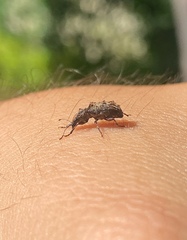 Meconemus aeneus