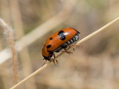 Clytra atraphaxidis