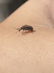 Meconemus aeneus