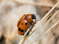 Clytra atraphaxidis