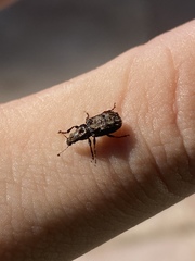 Meconemus aeneus