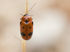 Clytra atraphaxidis