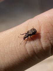 Meconemus aeneus