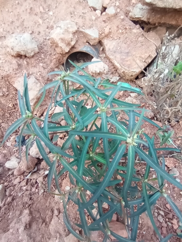 Euphorbia heterophylla image