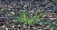 Scleria mackaviensis